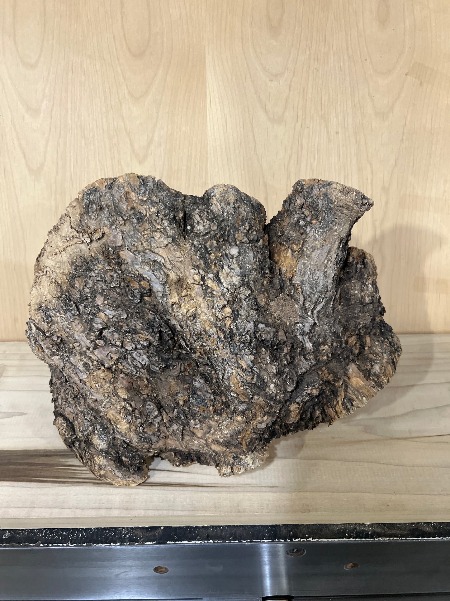 Big Olive Wood Burl