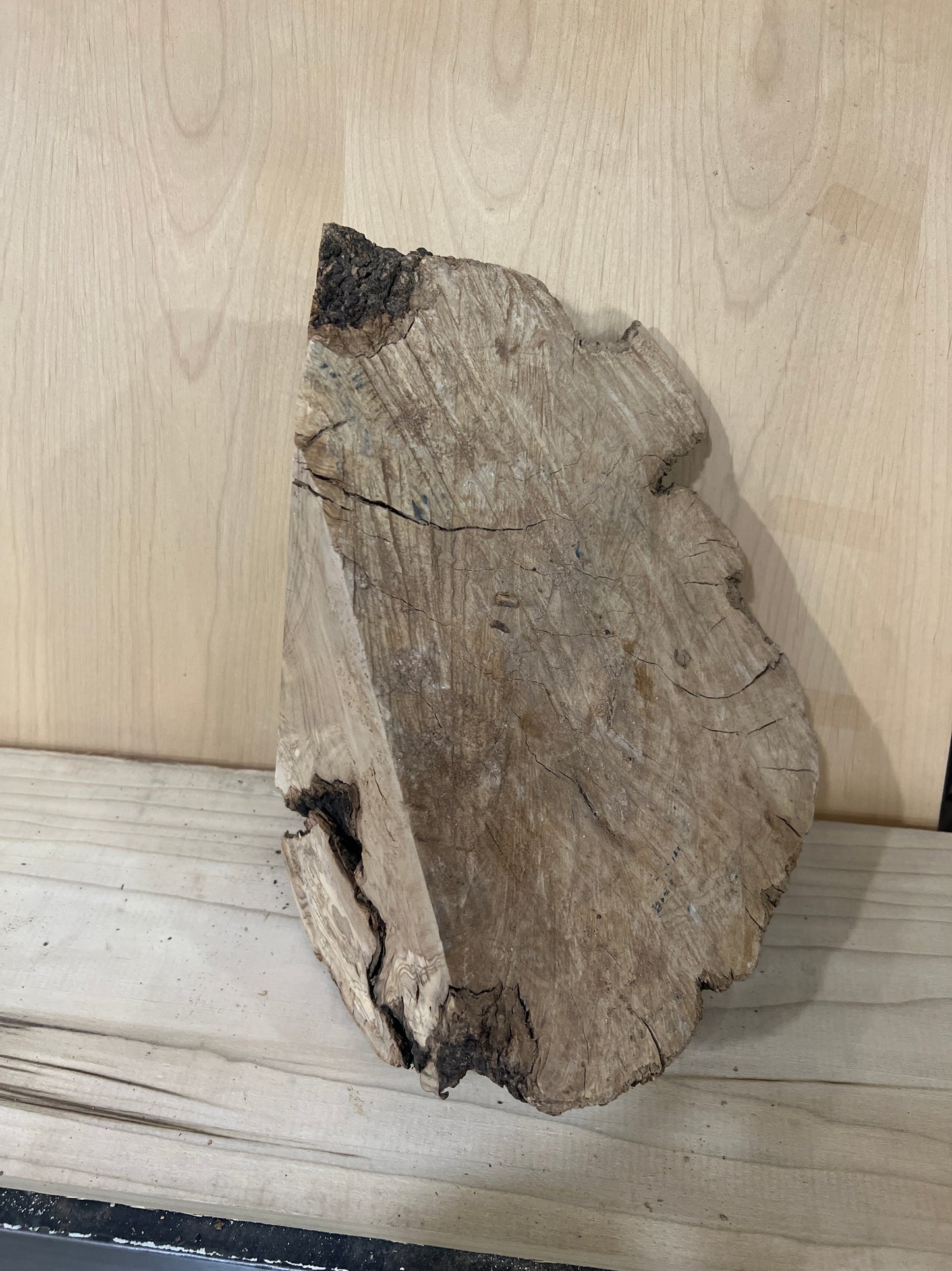 Big Olive Wood Burl