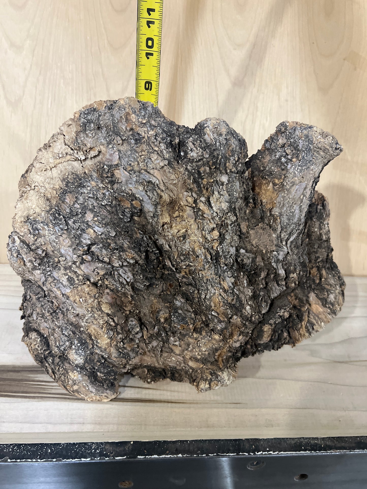 Big Olive Wood Burl