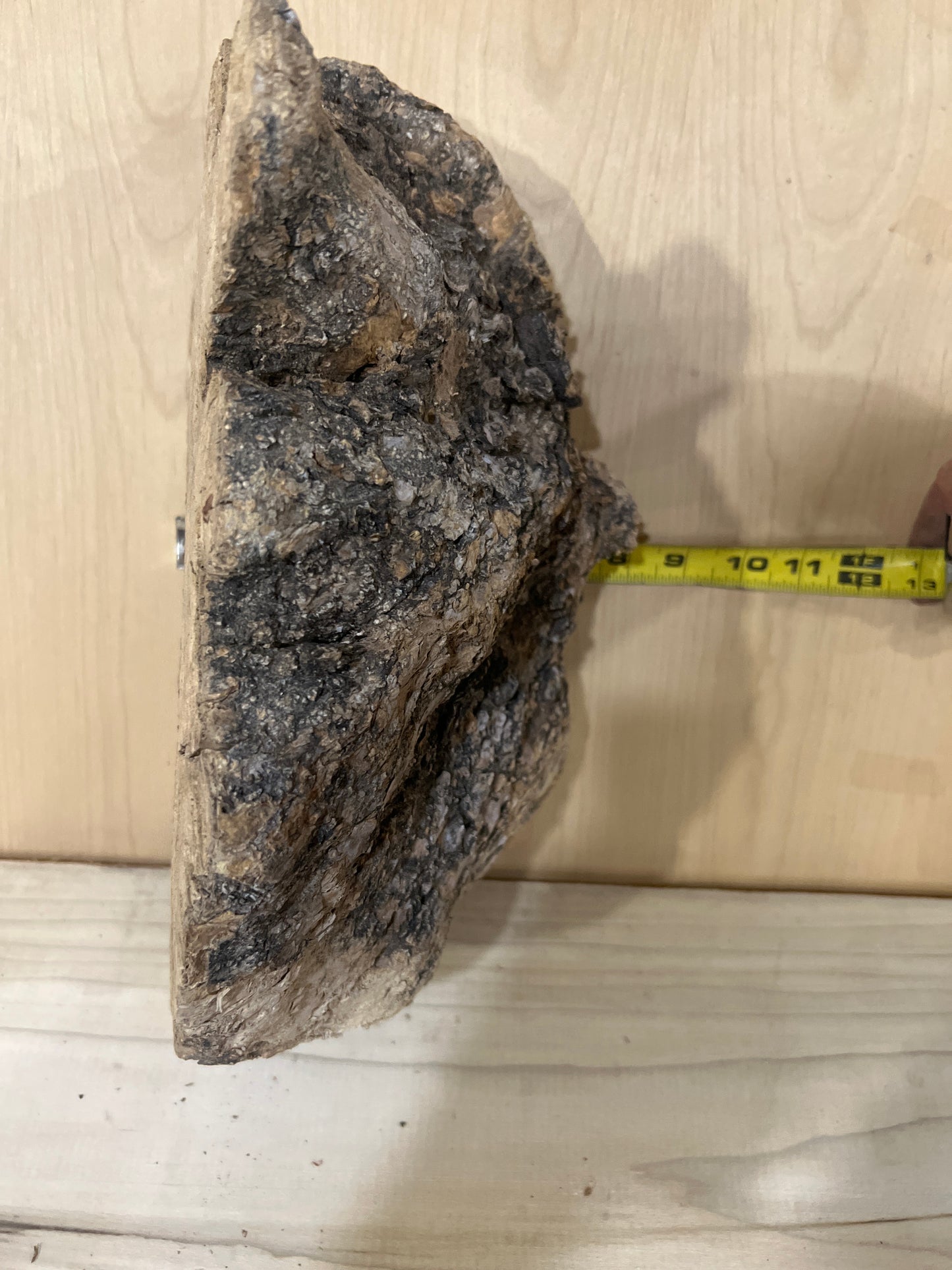 Big Olive Wood Burl