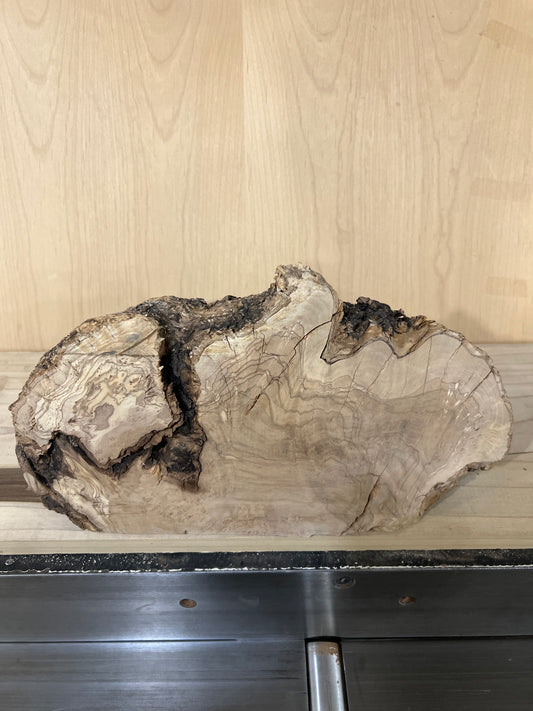 Big Olive Wood Burl