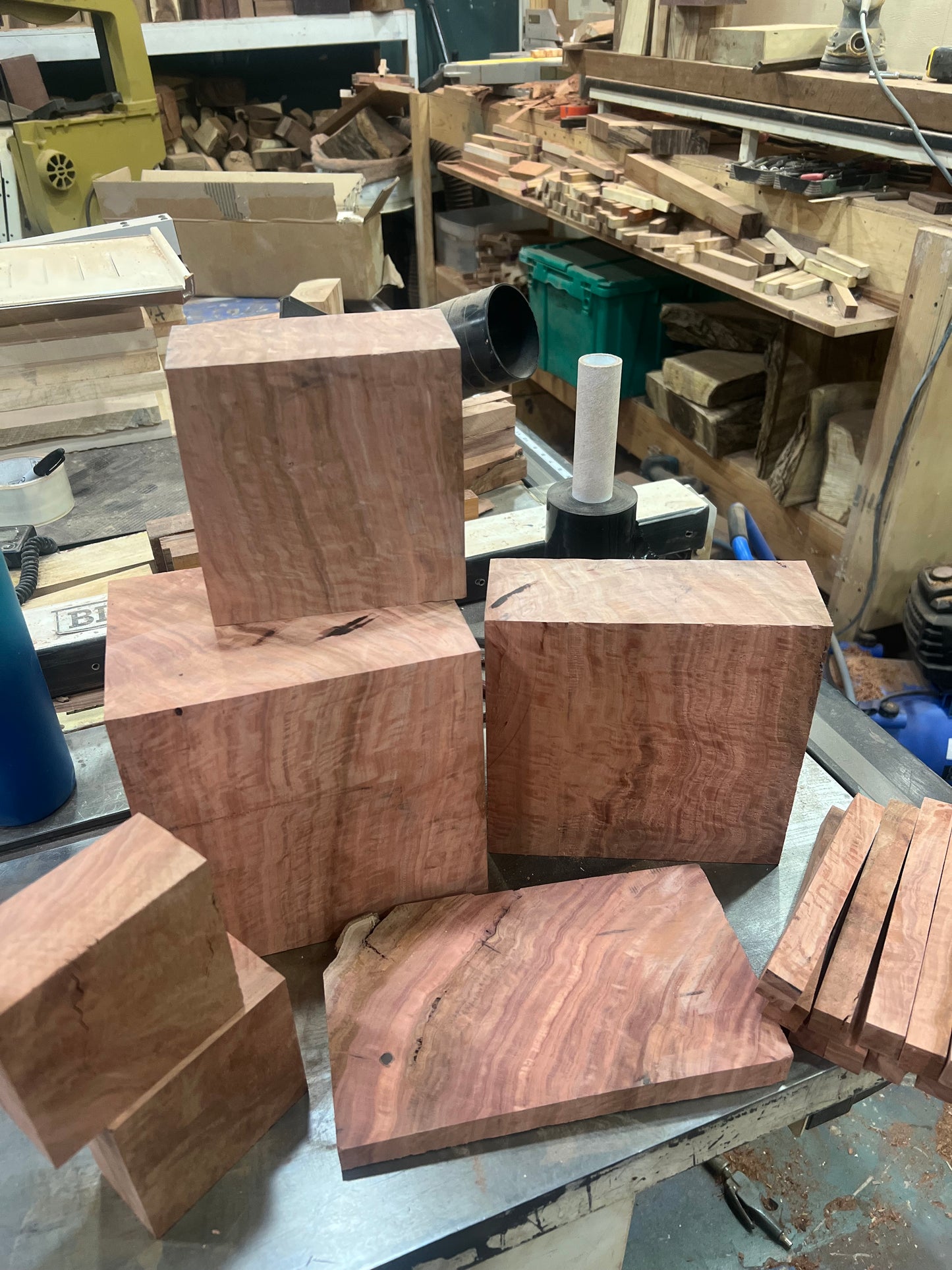 Eucalyptus clearance sale