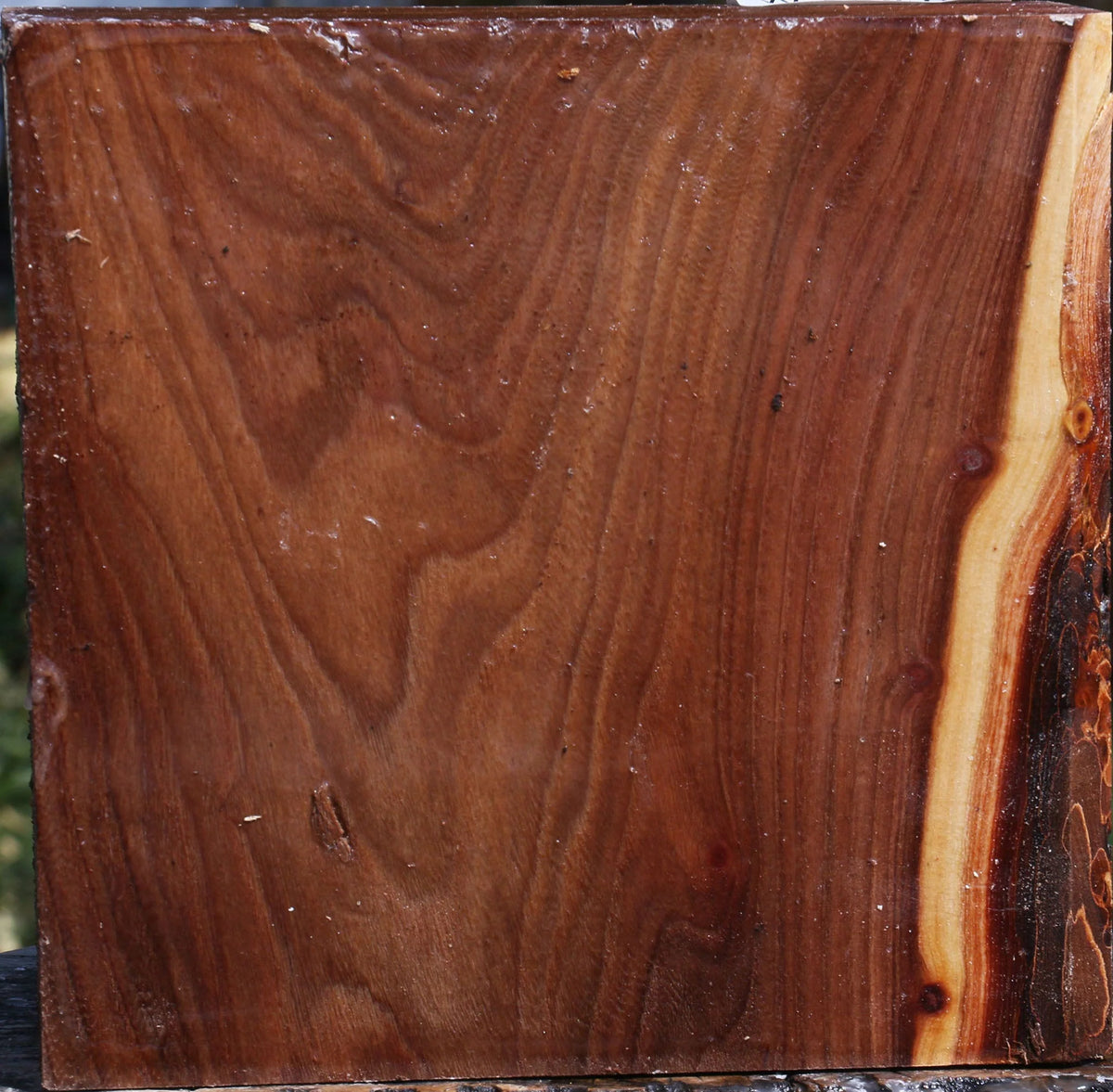 Lacebark Elm (Chinese elm)bowl blanks