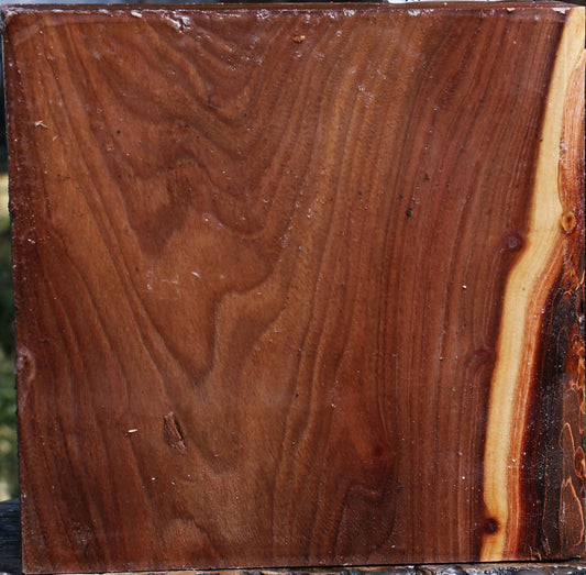Lacebark Elm (Chinese elm)bowl blanks